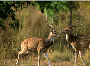 safari-in-corbett-national -park